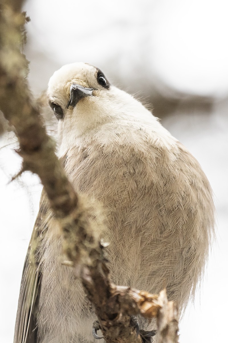 Mésangeai du Canada - ML218897801