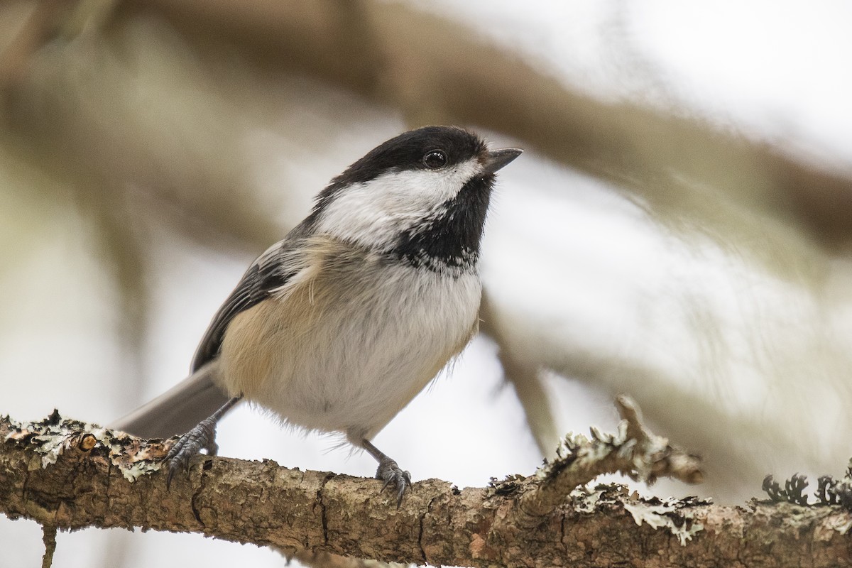 Mésange à tête noire - ML218897881