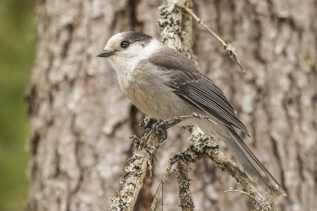 Mésangeai du Canada - ML218897901