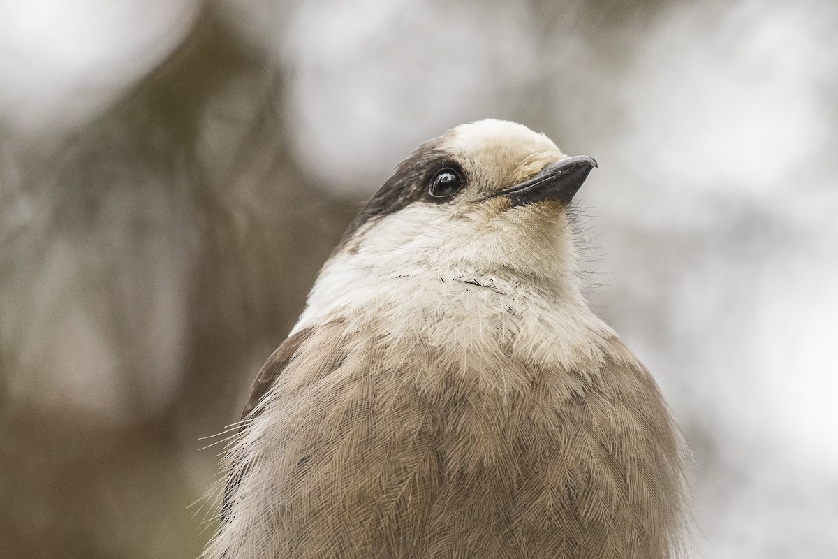 Mésangeai du Canada - ML218897911