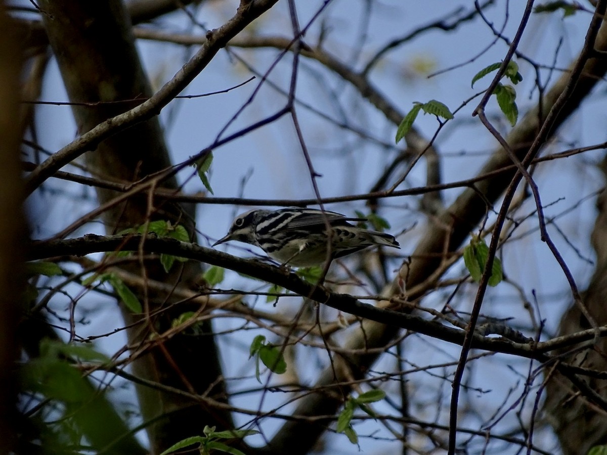 Black-and-white Warbler - ML218898101