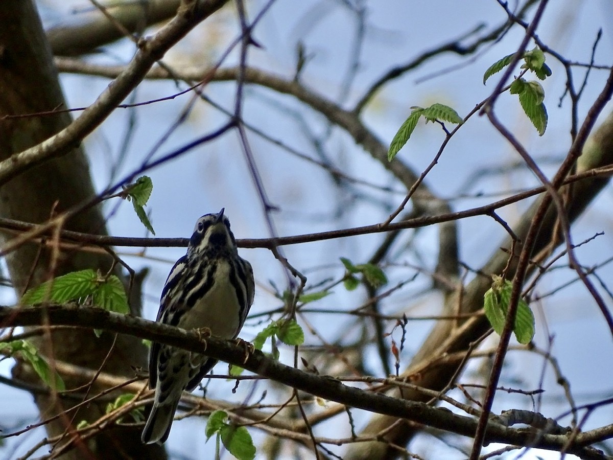 Black-and-white Warbler - ML218898111