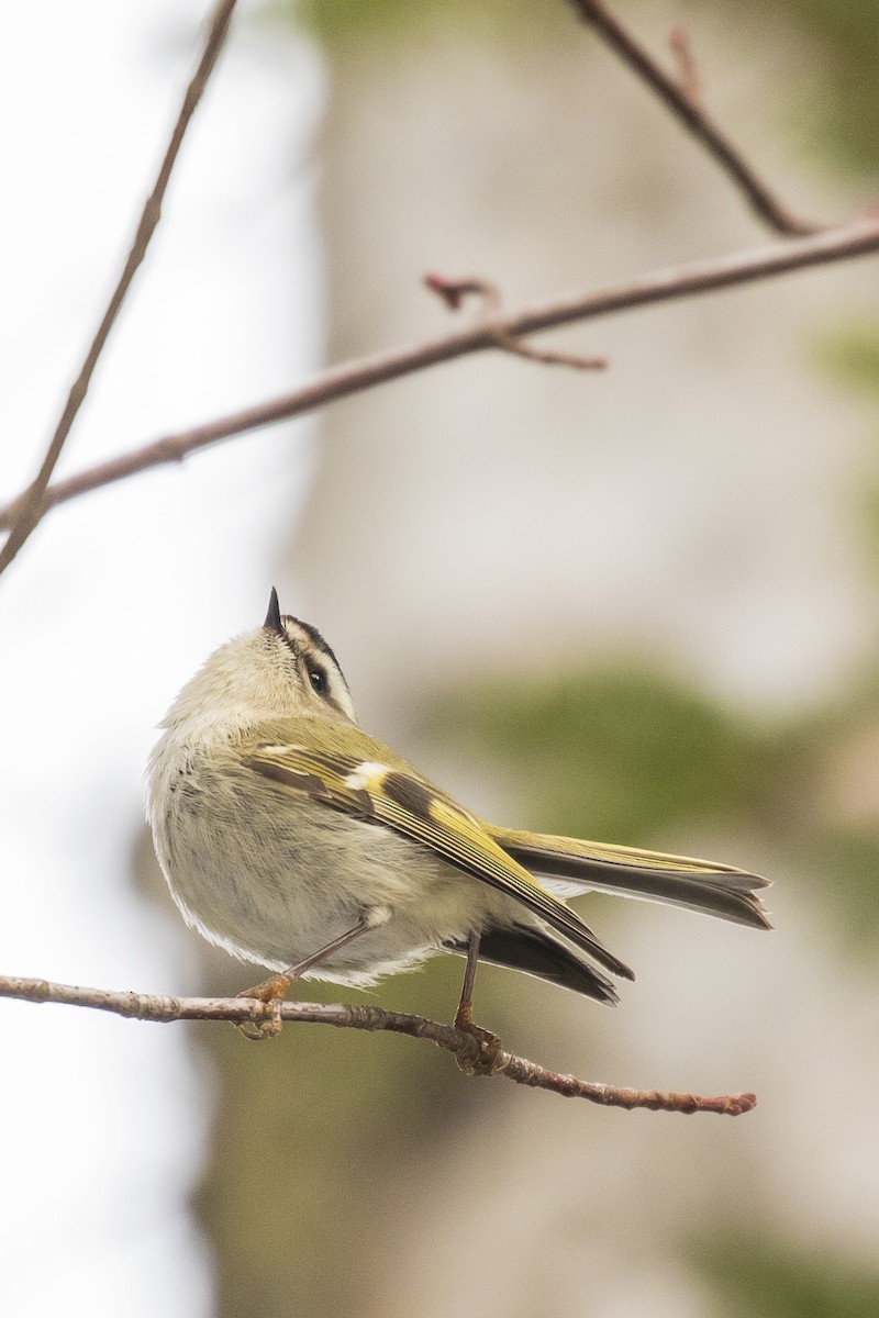 Roitelet à couronne dorée - ML218898121