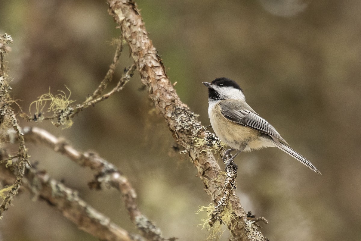 Mésange à tête noire - ML218898141