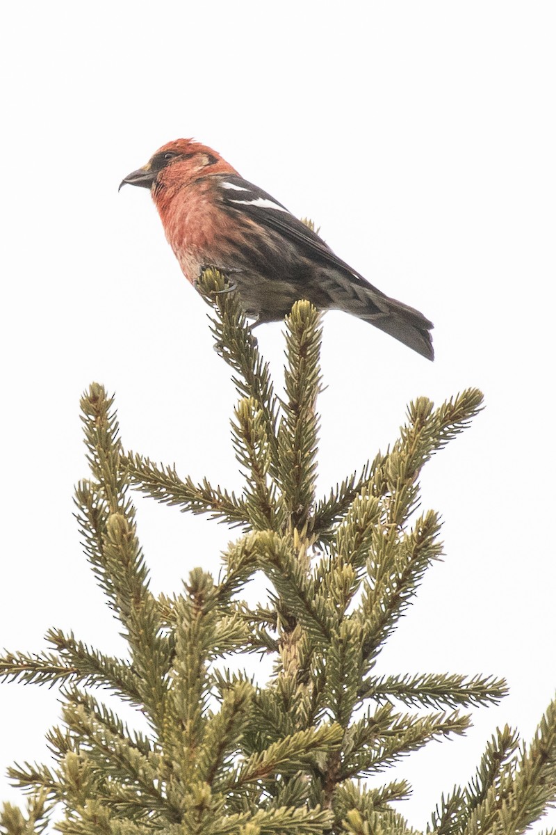 Bec-croisé bifascié - ML218898151