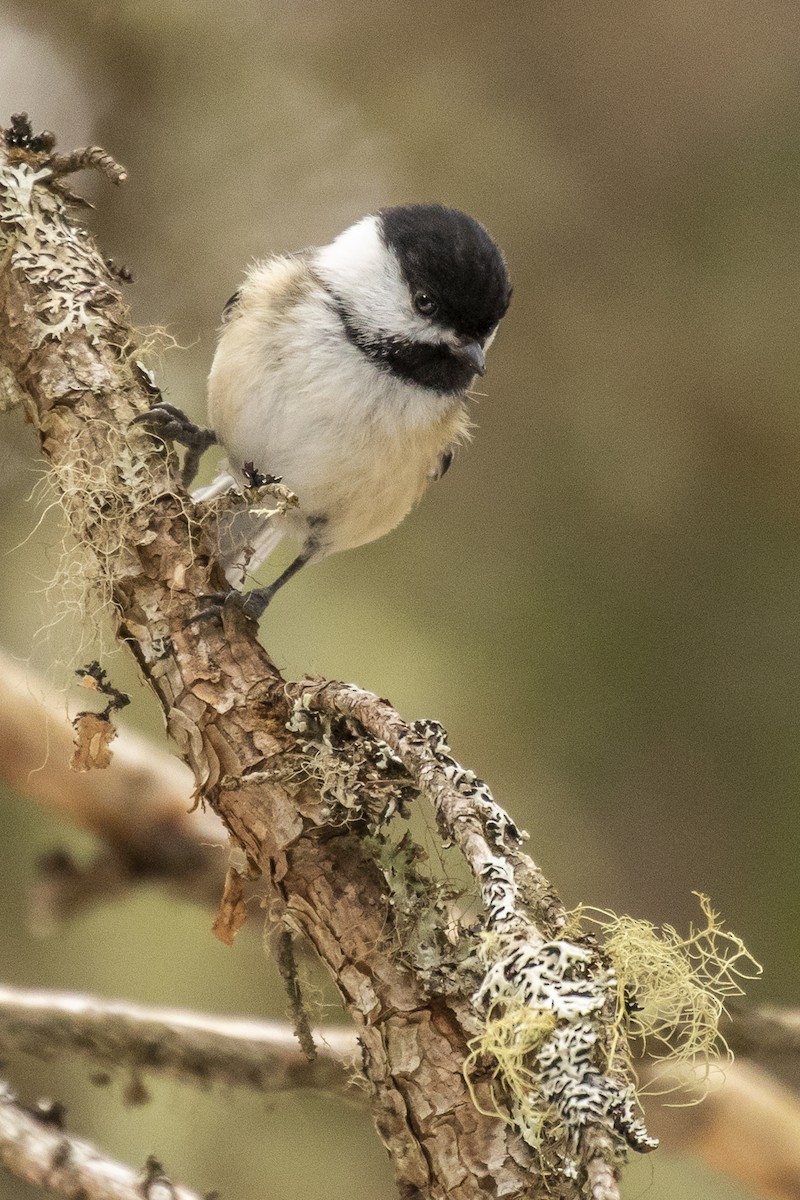 Mésange à tête noire - ML218898161