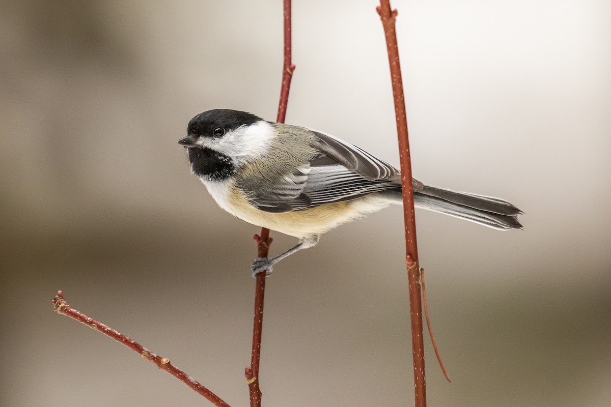 Mésange à tête noire - ML218898171