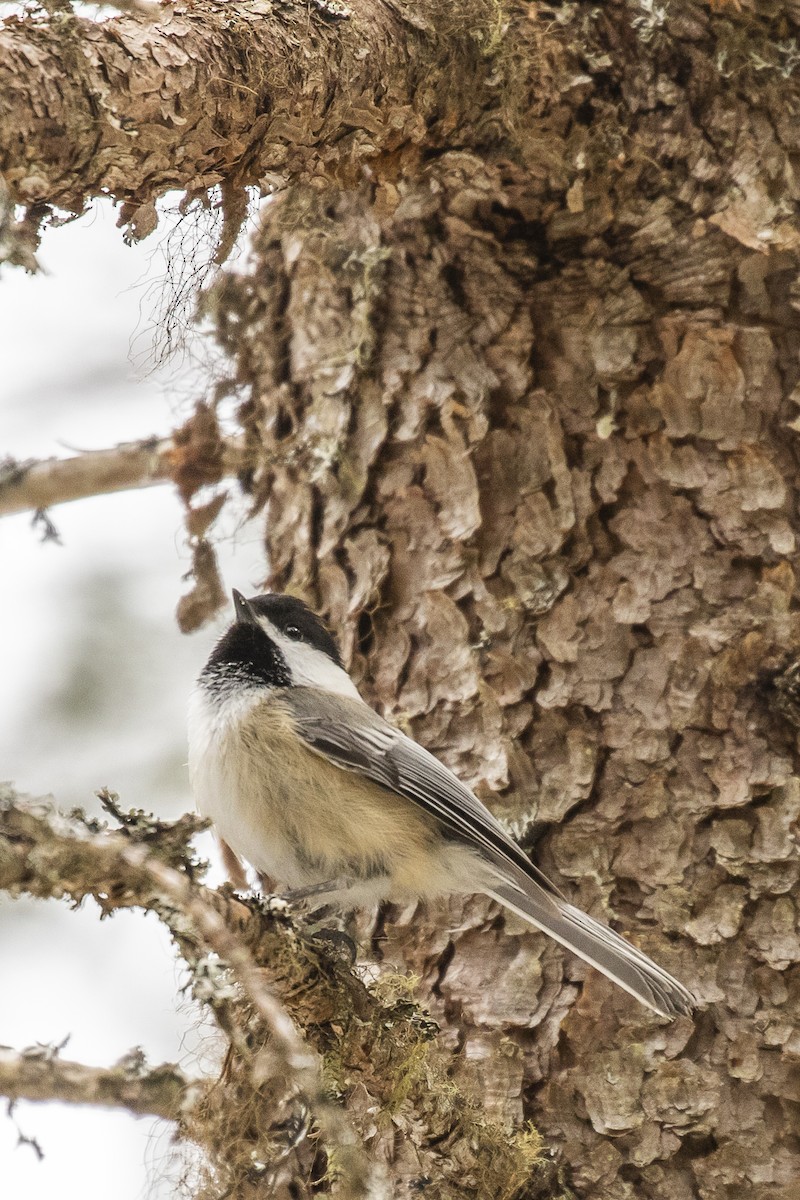 Mésange à tête noire - ML218898181