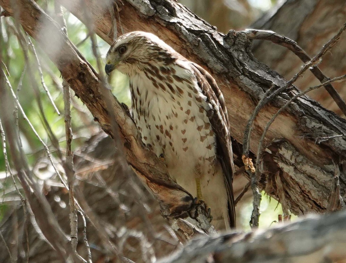 Broad-winged Hawk - ML218898811