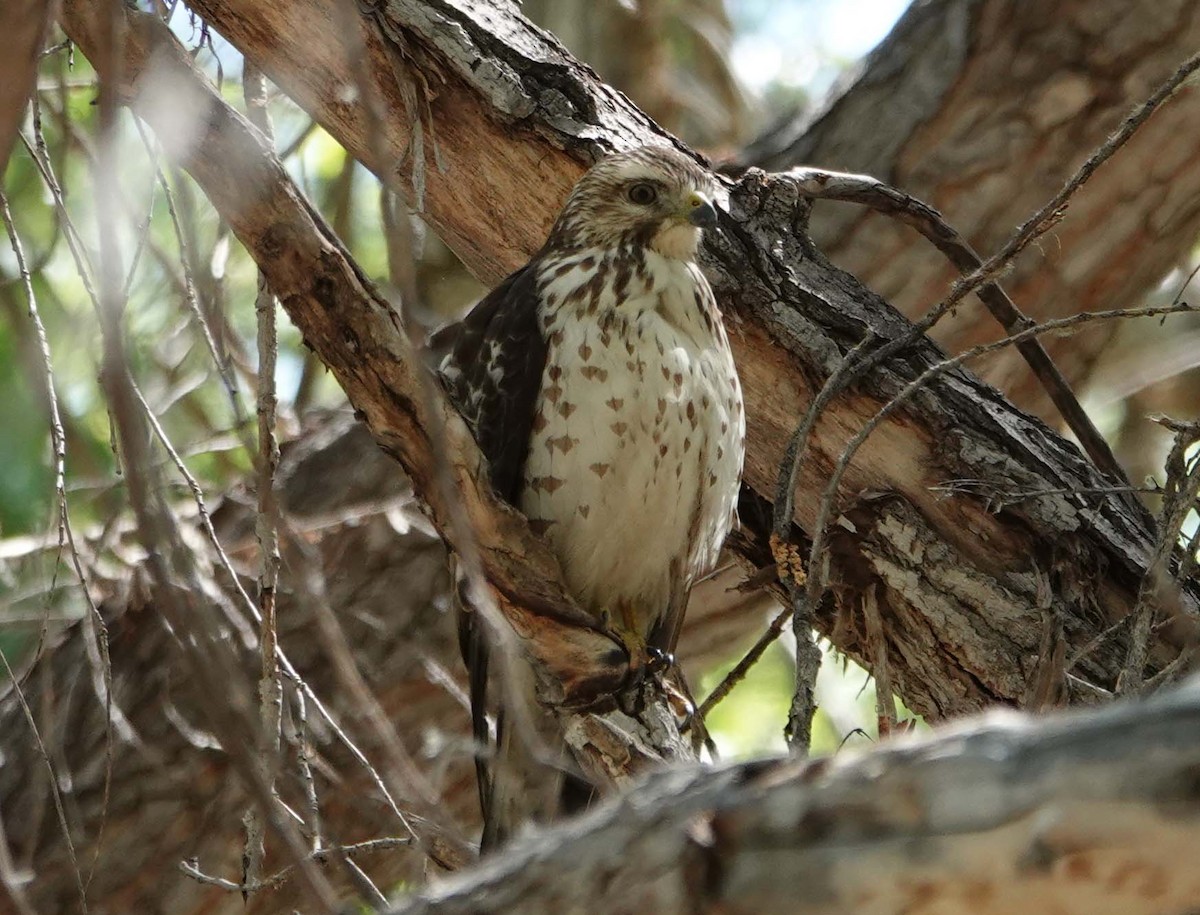 Broad-winged Hawk - Cathy Beck