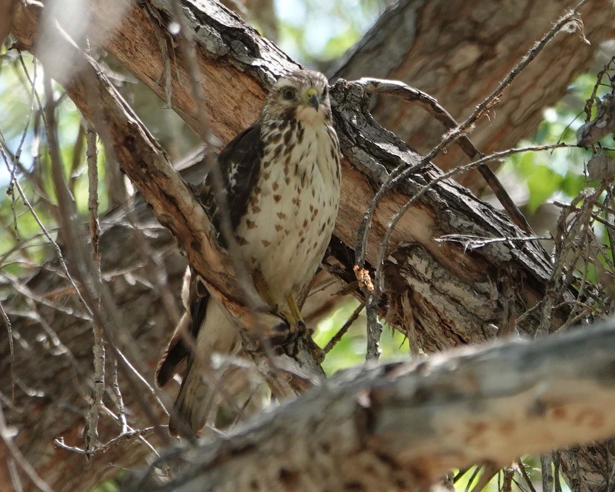 Broad-winged Hawk - Cathy Beck