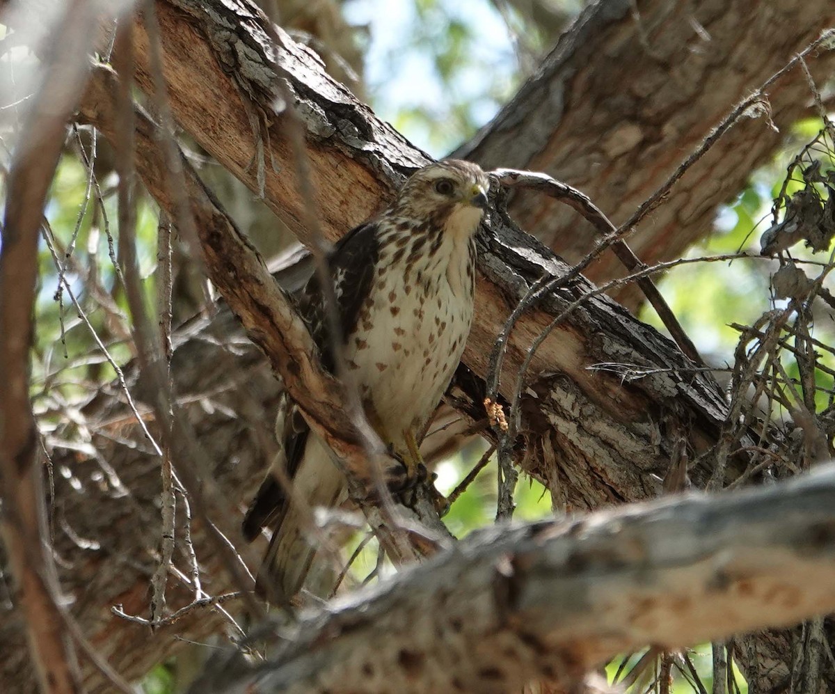 Broad-winged Hawk - ML218898871