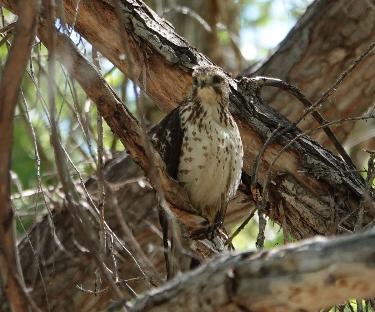 Broad-winged Hawk - Cathy Beck