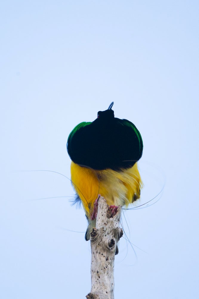 Twelve-wired Bird-of-Paradise - Ben Tsai