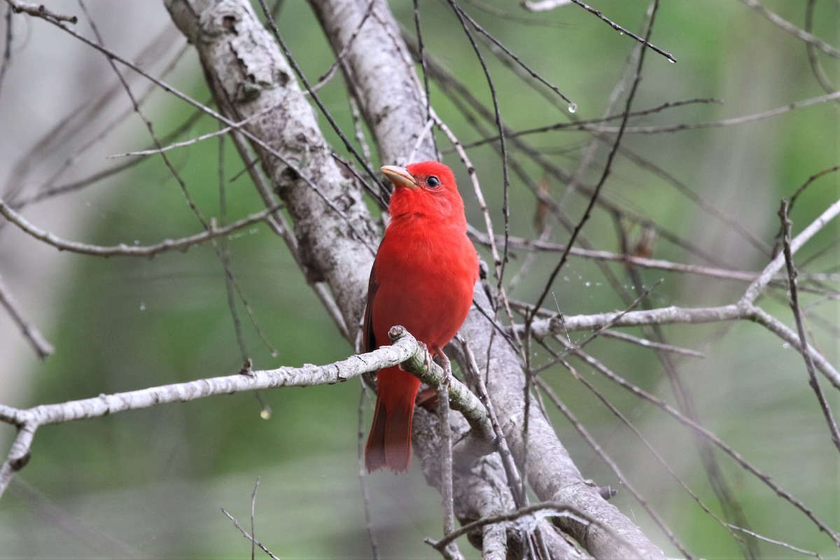 Summer Tanager - ML218900041