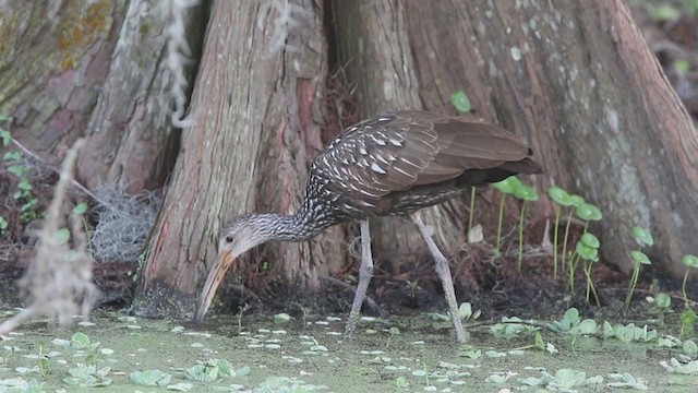 Limpkin (Speckled) - ML218900821