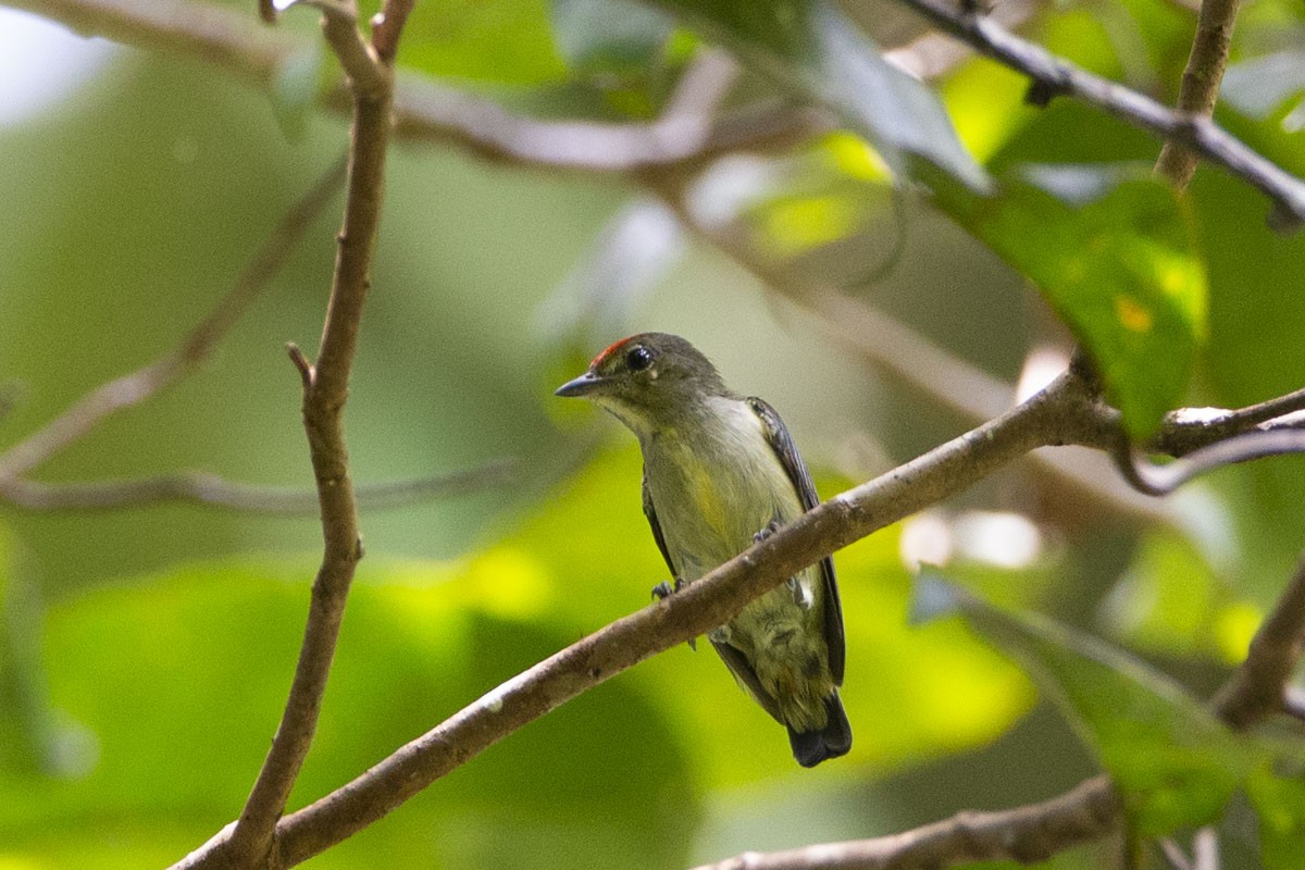 Red-capped Flowerpecker - ML218901821