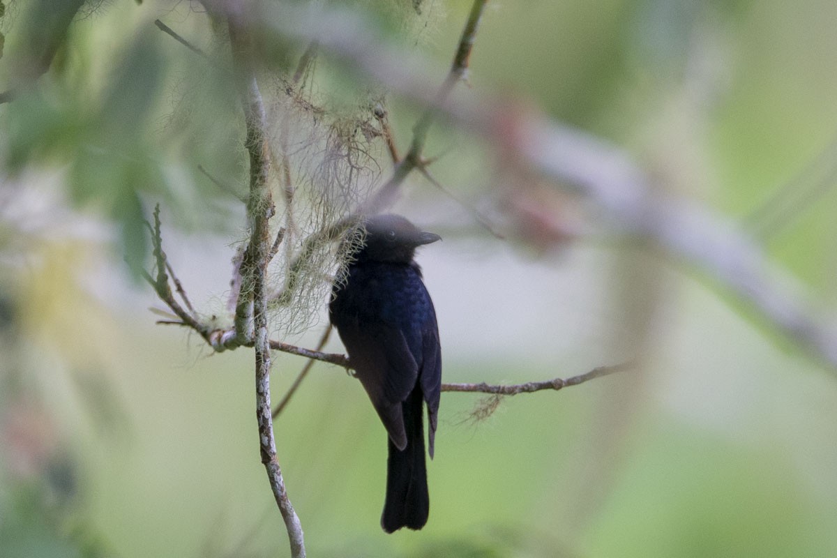 Drongo Papú - ML218903001