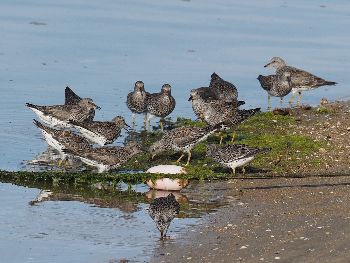 Surfbird - ML218905791