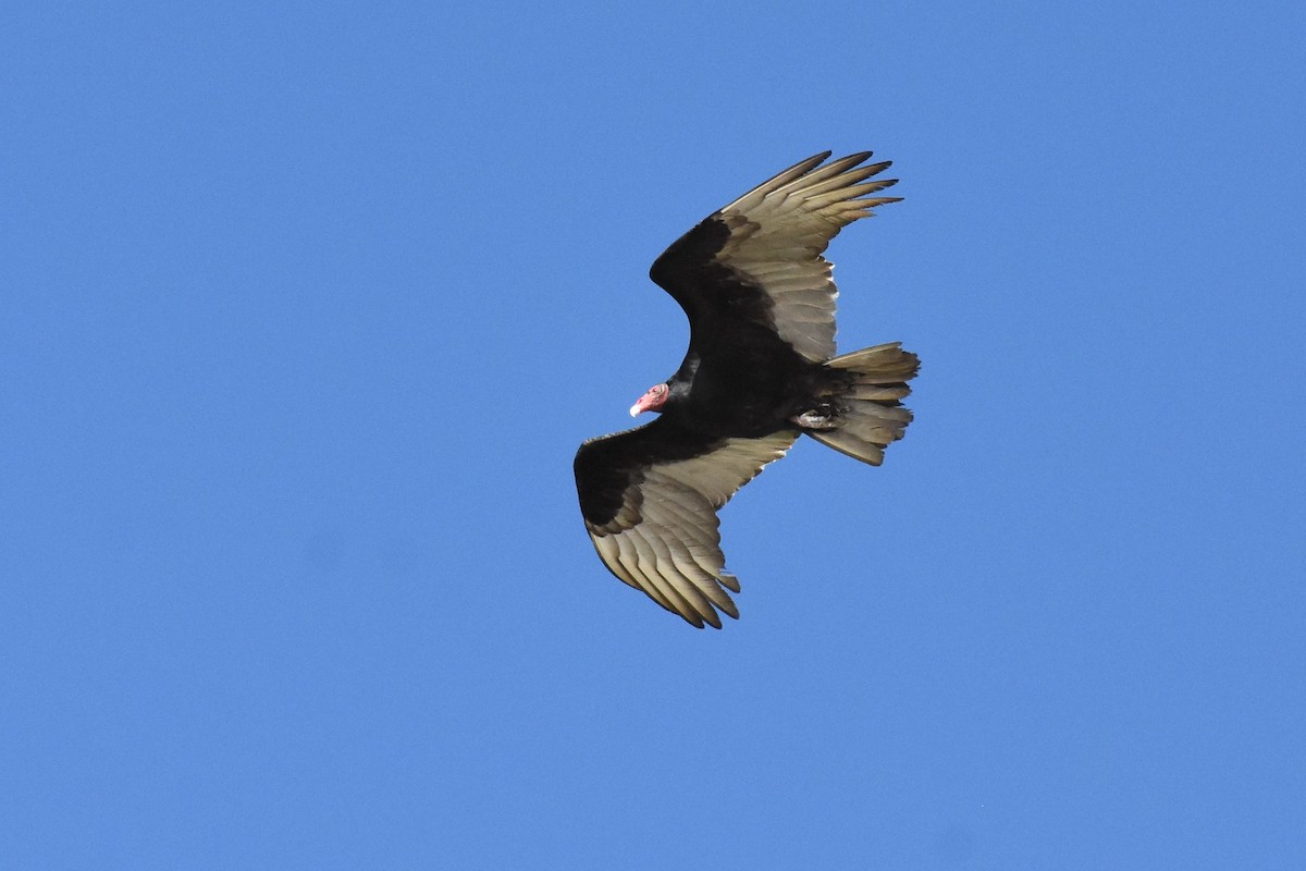 Turkey Vulture - ML218906111