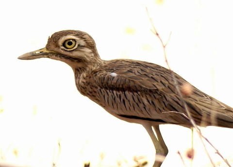 Senegal Thick-knee - ML218907301