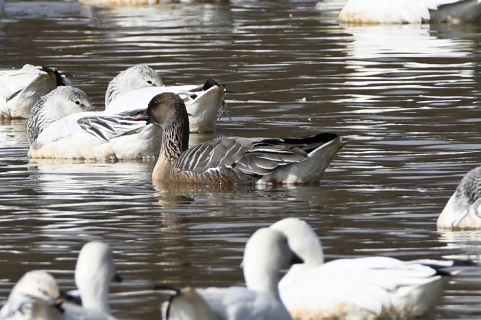 Pink-footed Goose - ML218907881