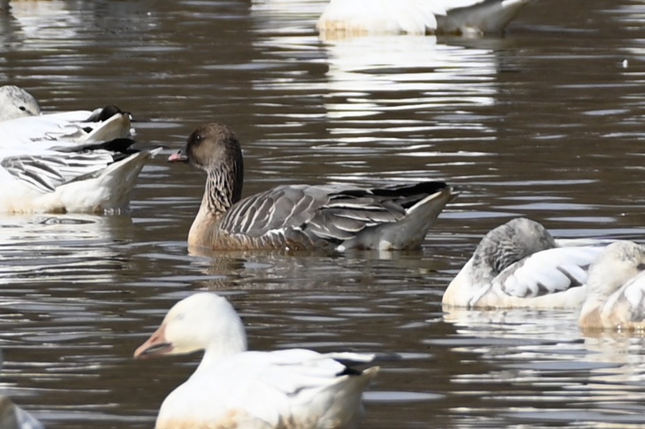 Pink-footed Goose - ML218907891
