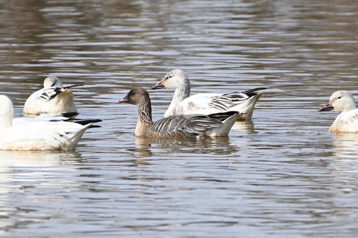 Pink-footed Goose - ML218908161