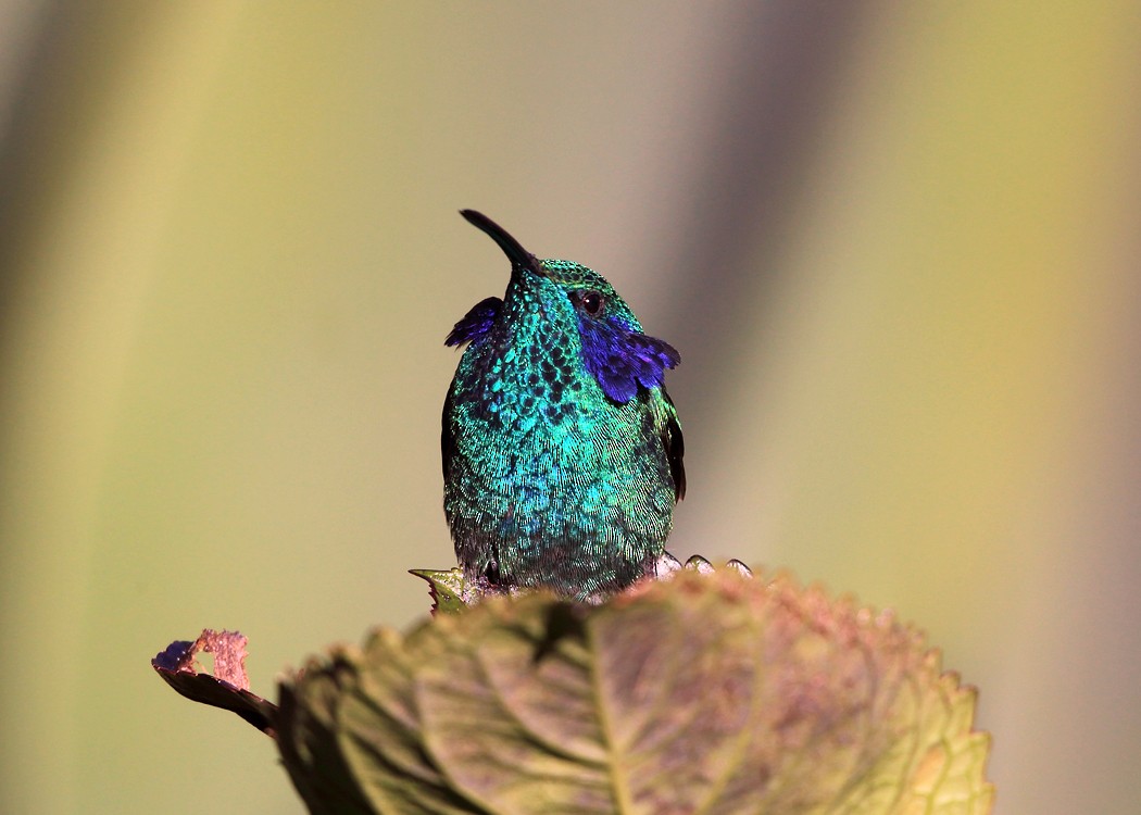 kolibřík modrouchý - ML21891011