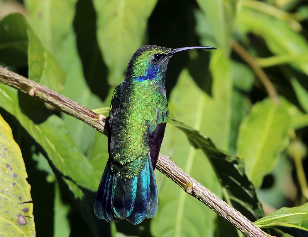 kolibřík modrouchý - ML21891021
