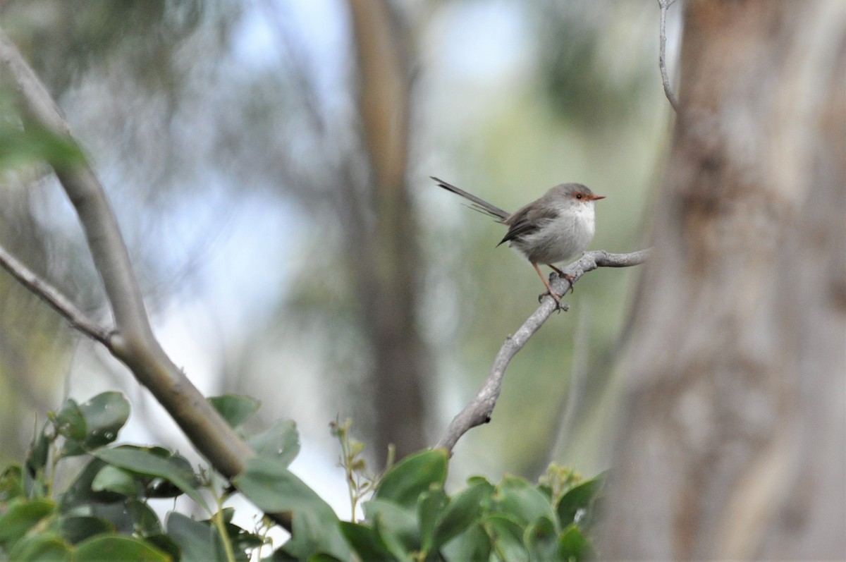 Superb Fairywren - Heidi Krajewsky