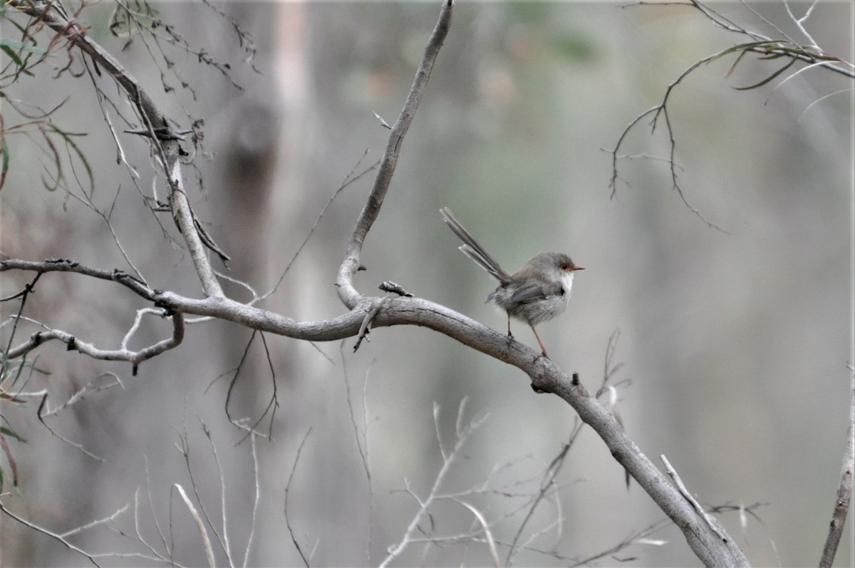 Superb Fairywren - Heidi Krajewsky