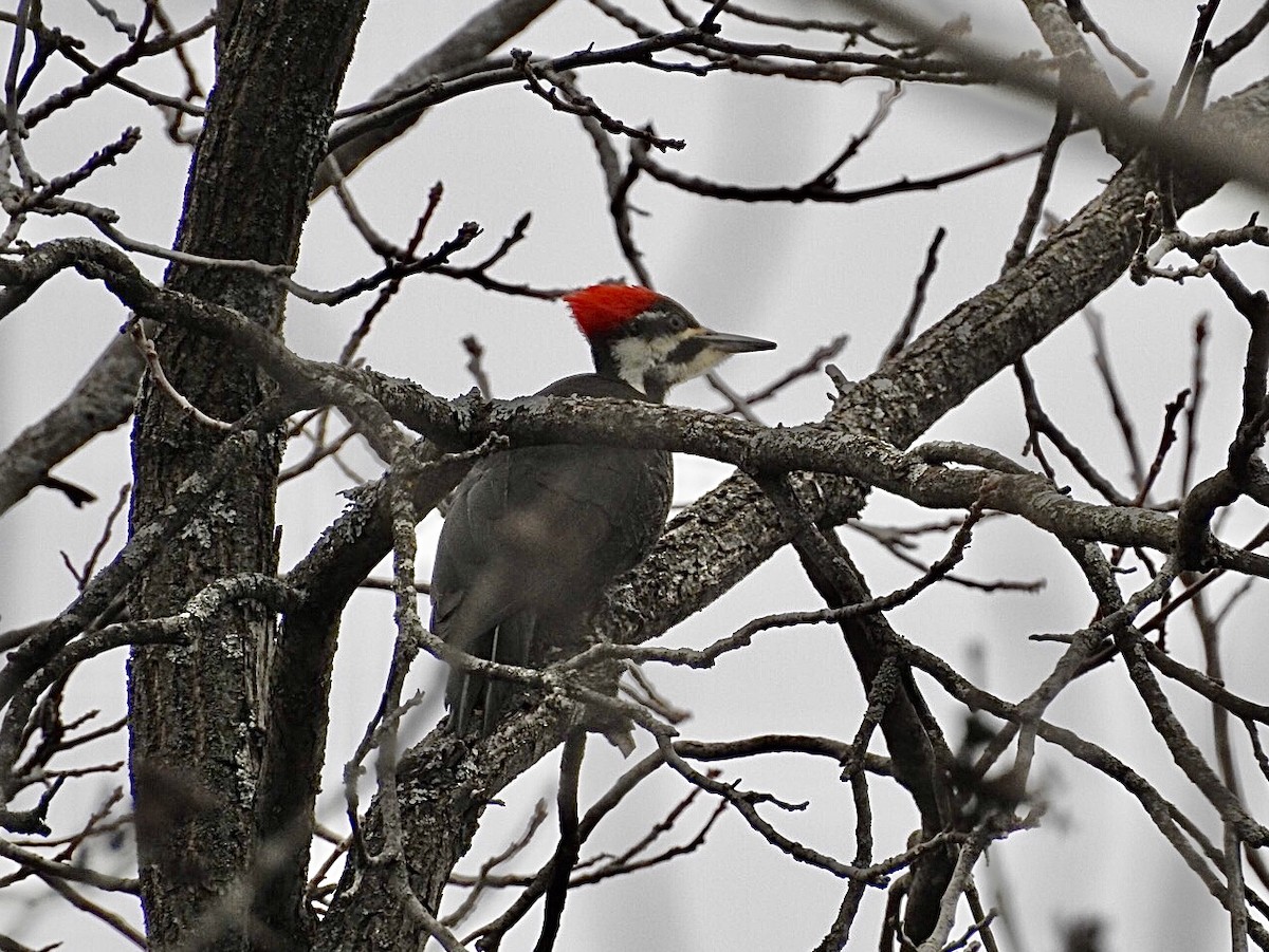 Pileated Woodpecker - ML218914531