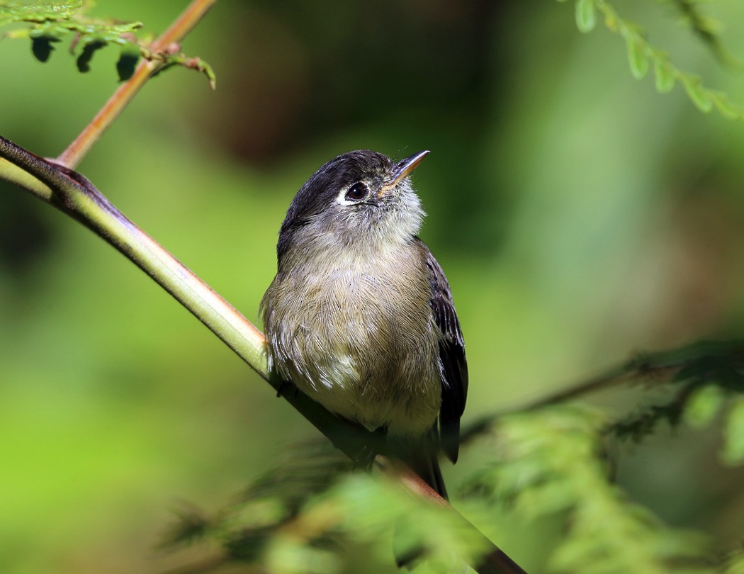 Black-capped Flycatcher - ML21891491