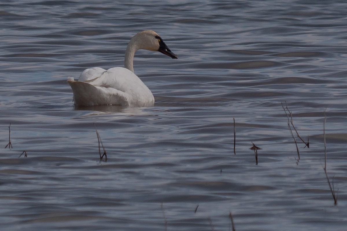 Tundra Swan - ML218916621