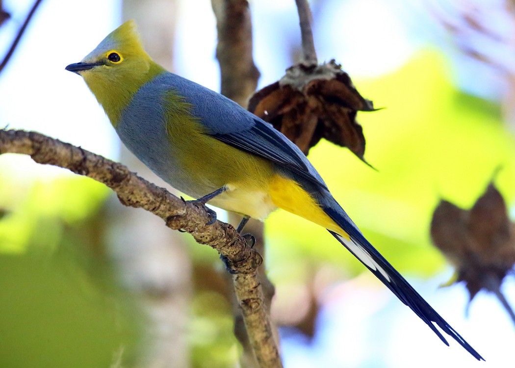 Long-tailed Silky-flycatcher - Tom Murray