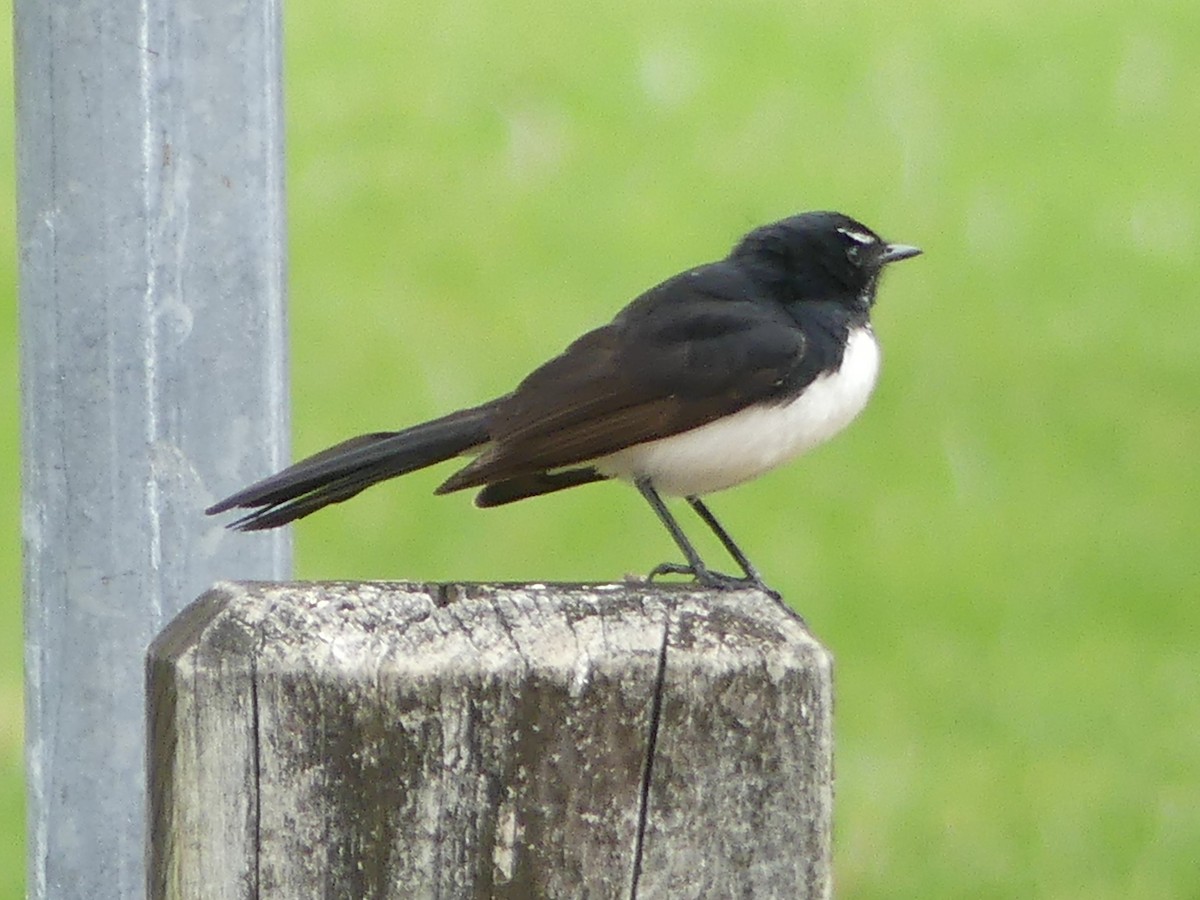 Willie-wagtail - ML218917901