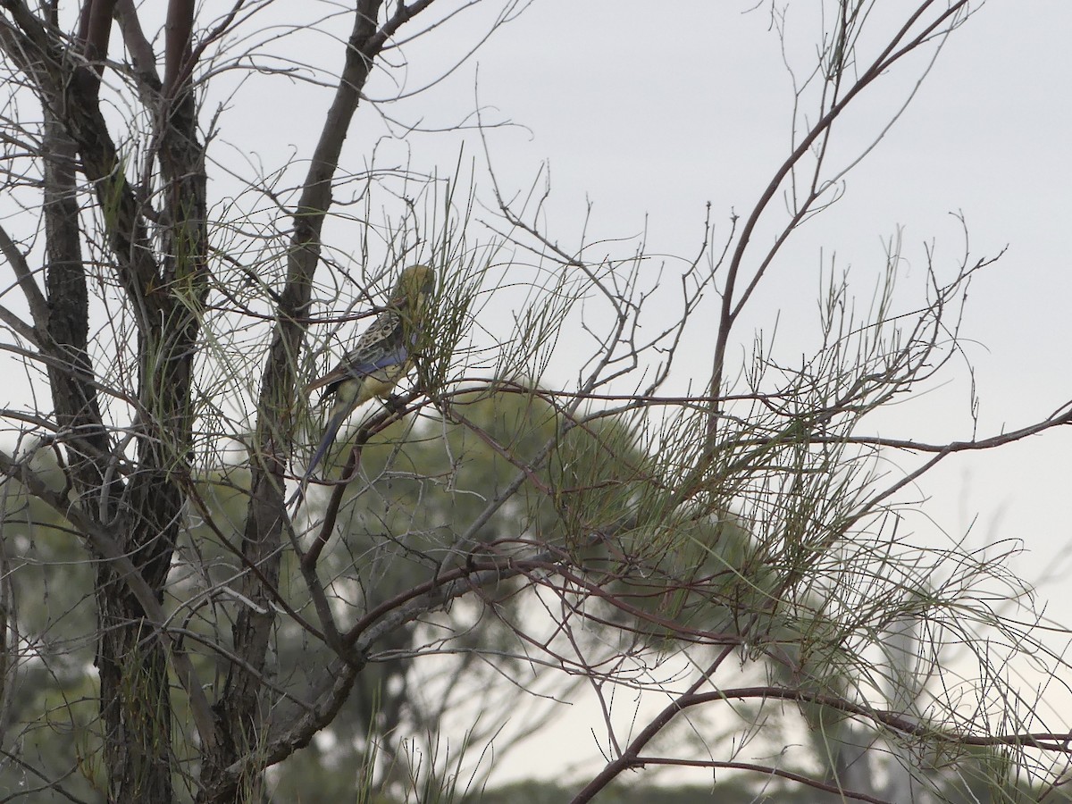 Crimson Rosella (Yellow) - ML218921021