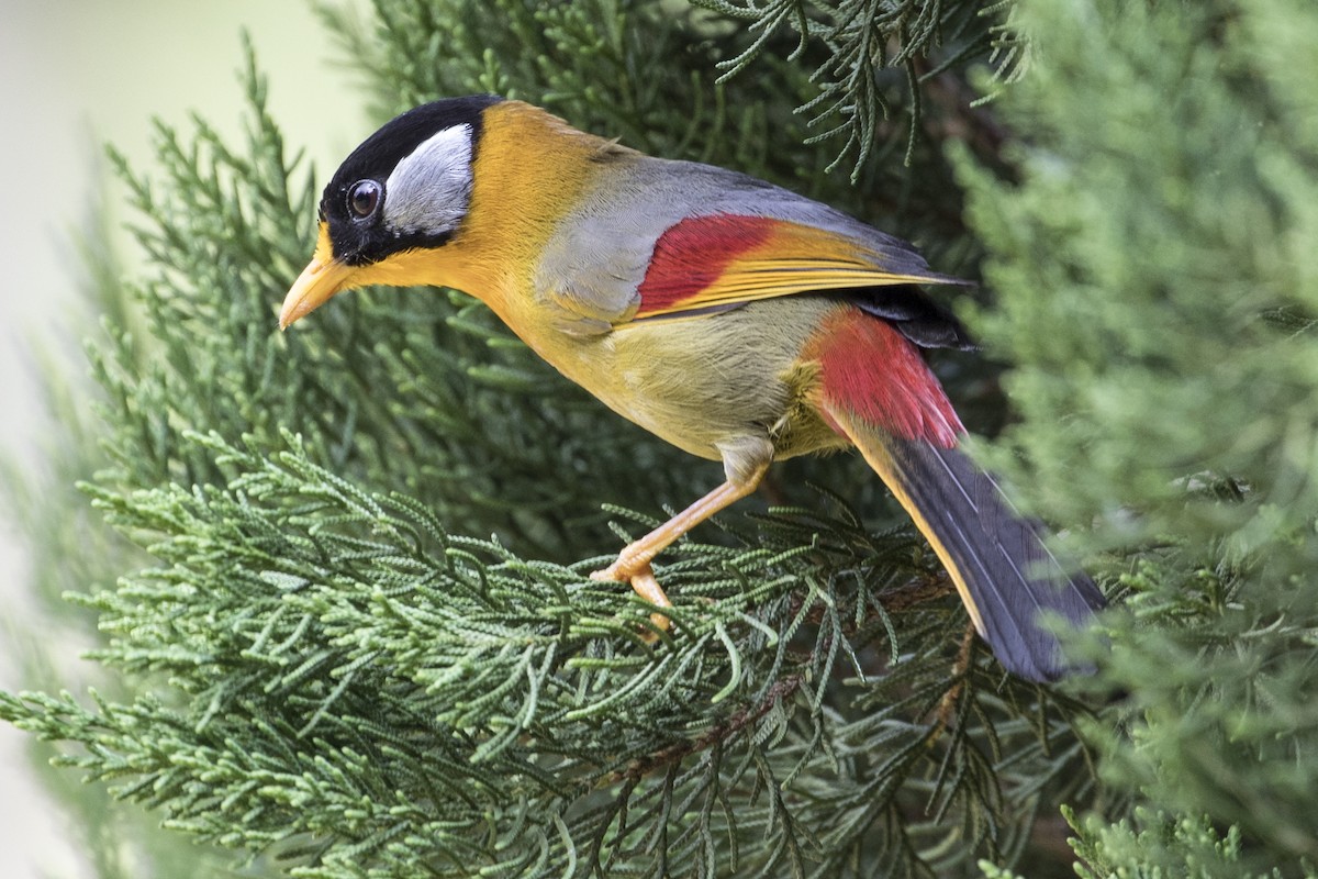 Silver-eared Mesia - Robert Lockett