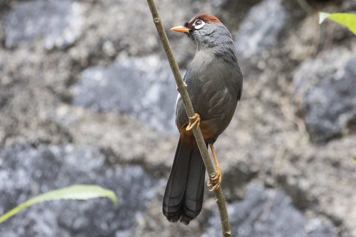 Chestnut-capped Laughingthrush - ML218921301