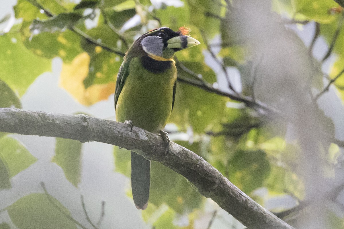 Fire-tufted Barbet - ML218921341