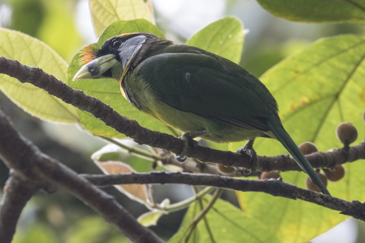 Fire-tufted Barbet - ML218921431