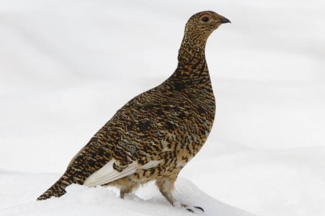 Lagópodo Alpino - ML218921701