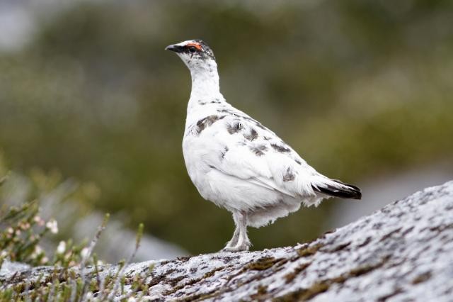 Lagópodo Alpino - ML218921711