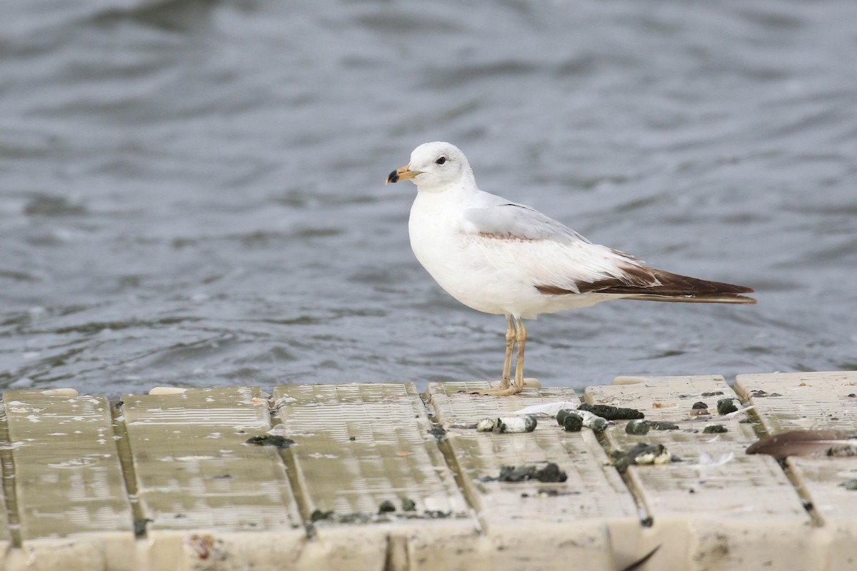 Ring-billed Gull - Alex Lamoreaux