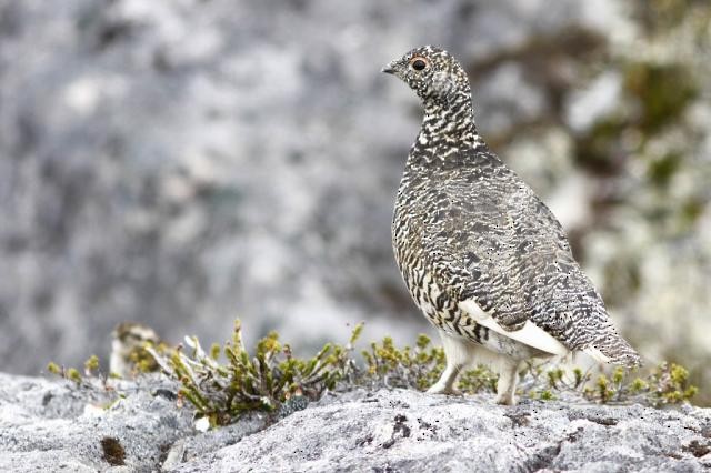 Lagópodo Coliblanco - ML218922031