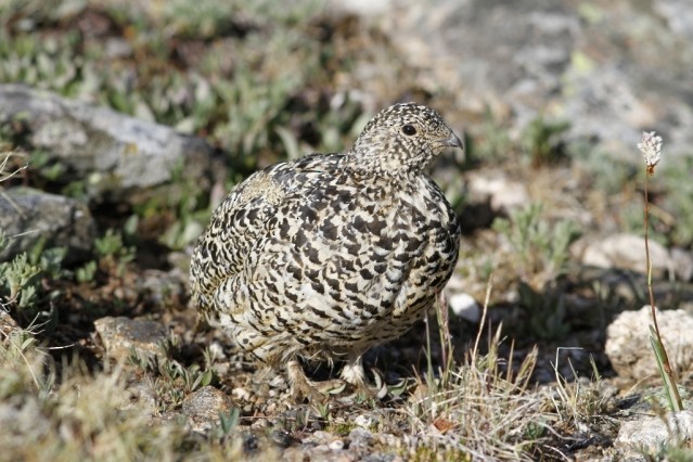 Lagópodo Coliblanco - ML218922041
