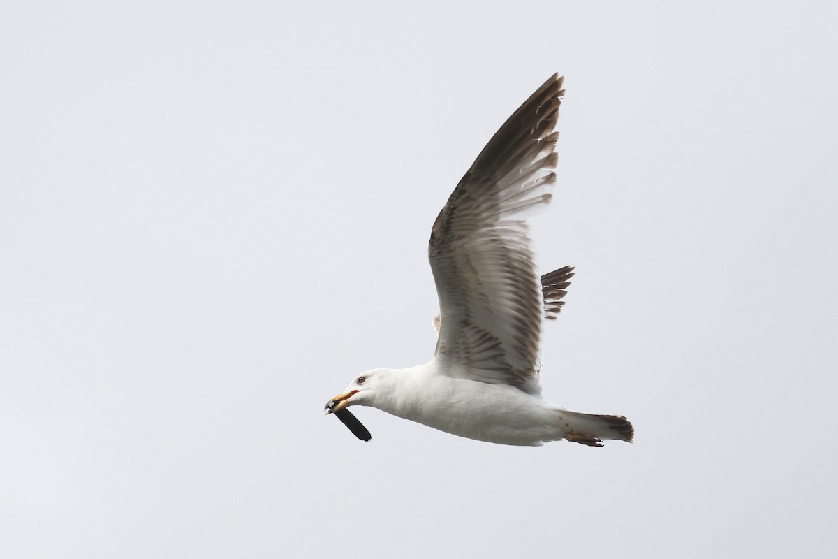 Ring-billed Gull - Alex Lamoreaux