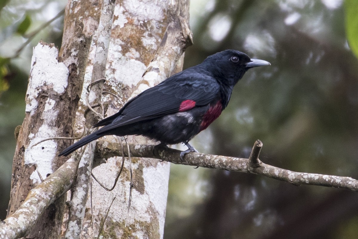 Black-and-crimson Oriole - Robert Lockett