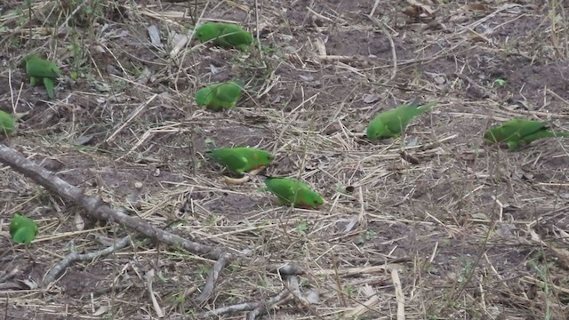 aratinga zelený (ssp. rubritorquis) - ML218923131